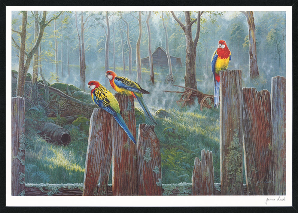 James Luck  JL002 Wildlife 2 594x420mm in black frame Australian Birds