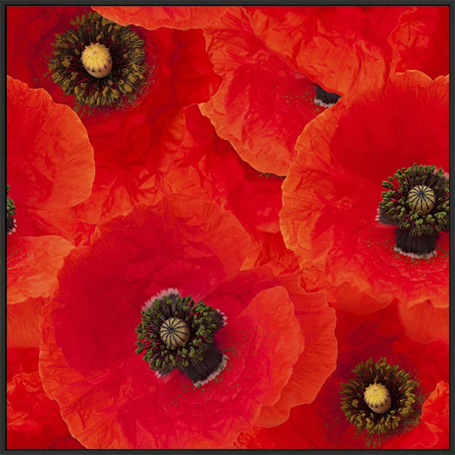 a40879489bred poppies - ArtFramed