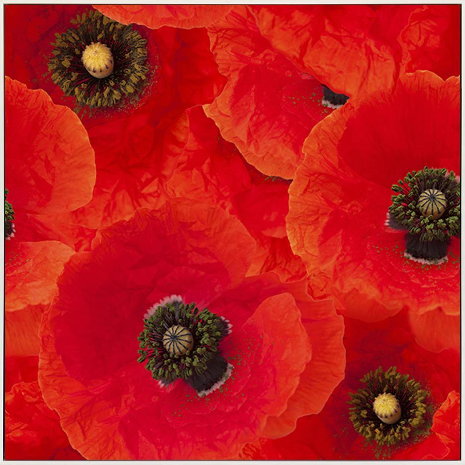 a40879489bred poppies - ArtFramed