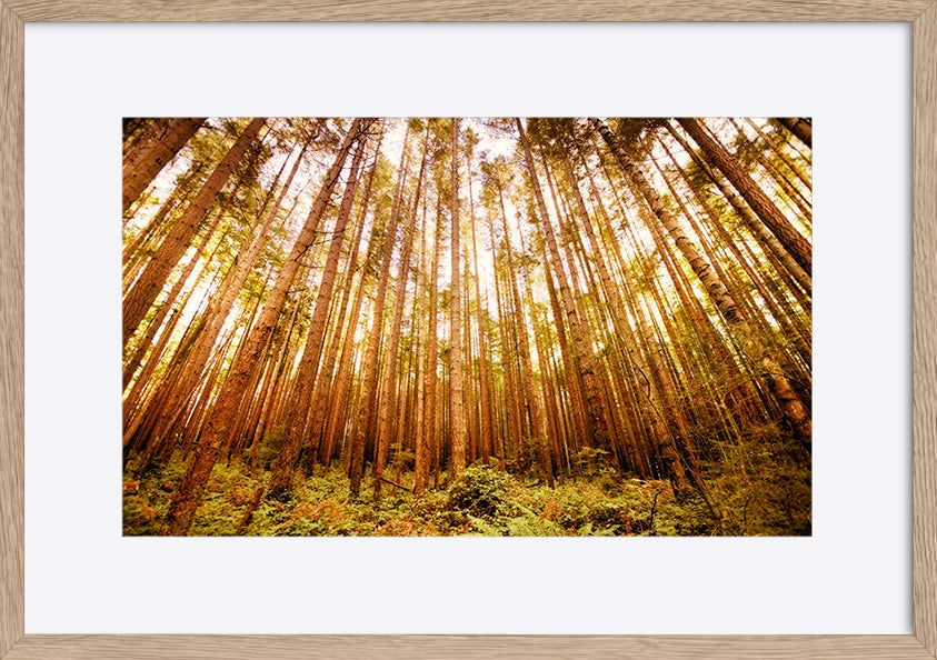 paper_frame