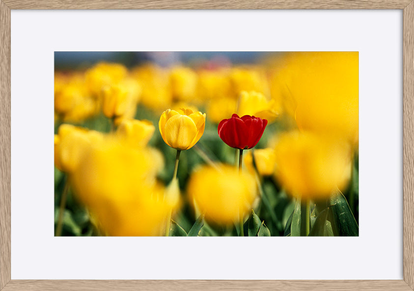 paper_frame